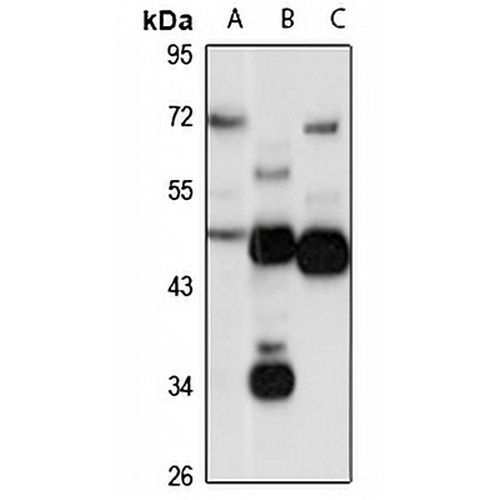CaMK2 alpha Rabbit Polyclonal Antibody