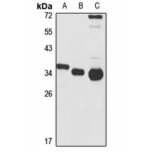 CAML Rabbit Polyclonal Antibody