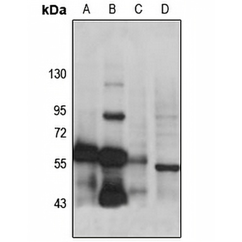 CAP1 Rabbit Polyclonal Antibody