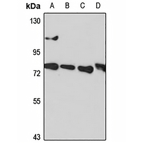 Calpain 9 Rabbit Polyclonal Antibody