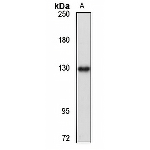 Caprin2 Rabbit Polyclonal Antibody
