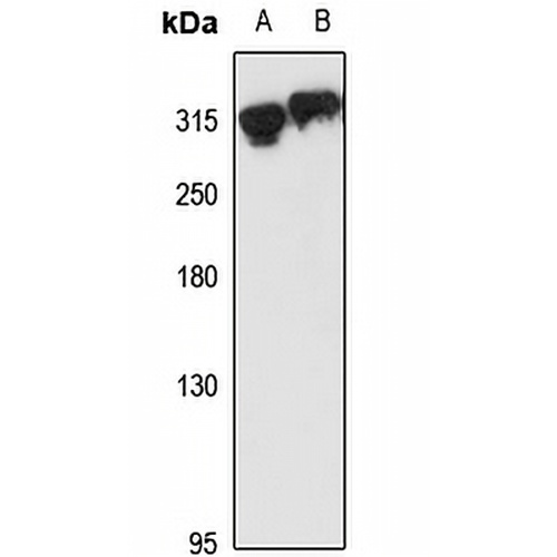 CASC5 Rabbit Polyclonal Antibody