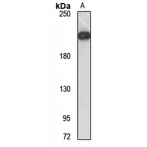 FLASH Rabbit Polyclonal Antibody