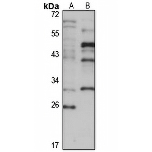 CCDC59 Rabbit Polyclonal Antibody