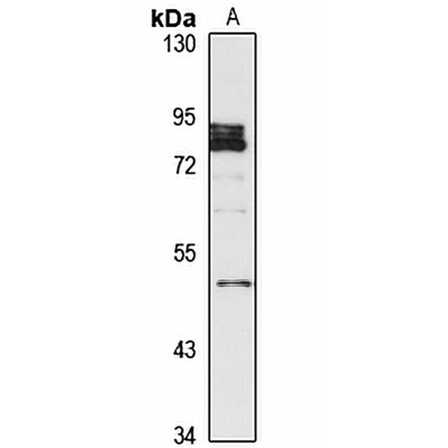 CCDC83 Rabbit Polyclonal Antibody