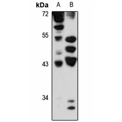 GCIP Rabbit Polyclonal Antibody