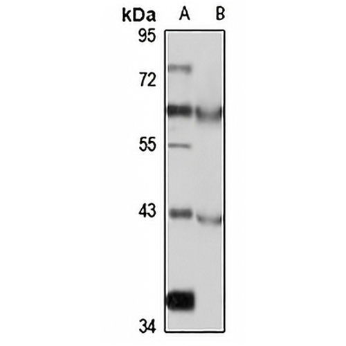 Cyclin I Rabbit Polyclonal Antibody