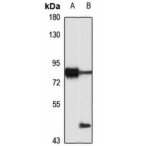 Cyclin K Rabbit Polyclonal Antibody