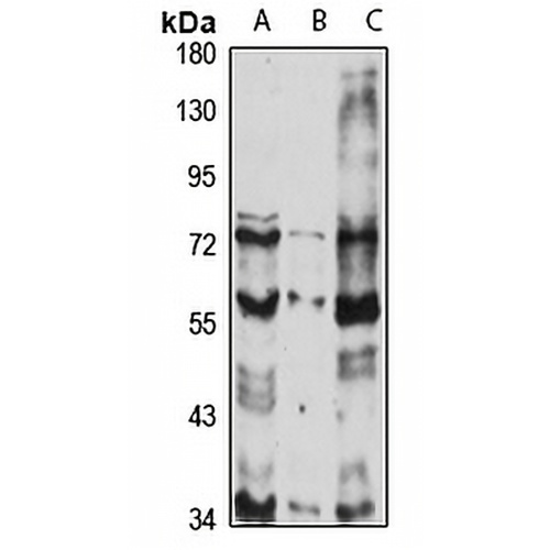 Cyclin L2 Rabbit Polyclonal Antibody