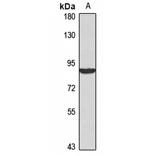 Cyclin T1 Rabbit Polyclonal Antibody