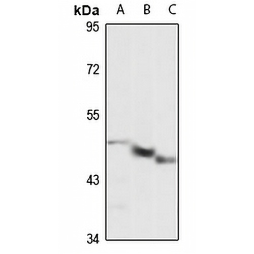 CD300e Rabbit Polyclonal Antibody