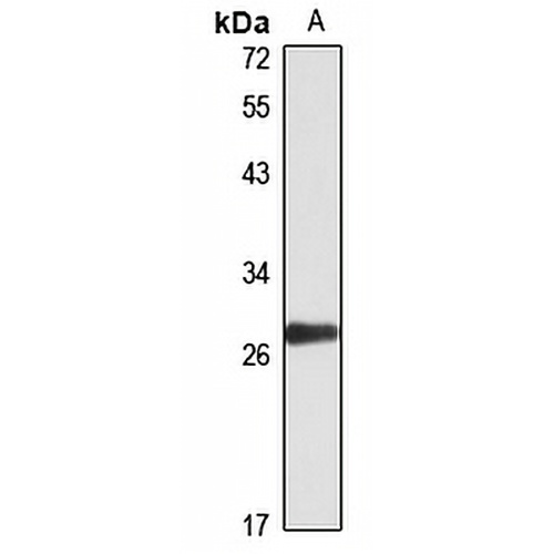 CD320 Rabbit Polyclonal Antibody