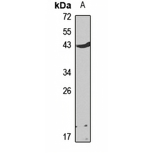 CD79a Rabbit Polyclonal Antibody