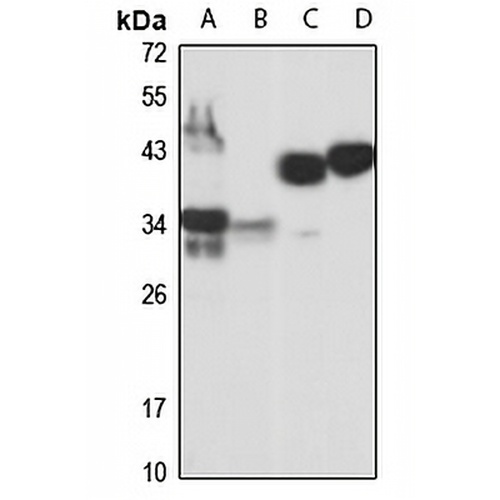 CD82 Rabbit Polyclonal Antibody
