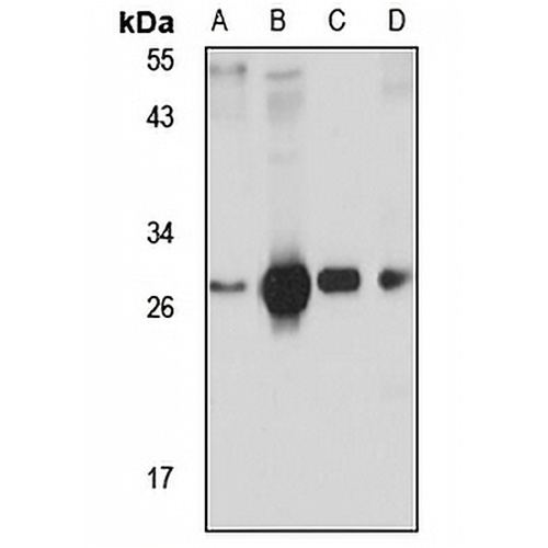 CD99-L2 Rabbit Polyclonal Antibody