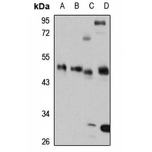 CDC123 Rabbit Polyclonal Antibody