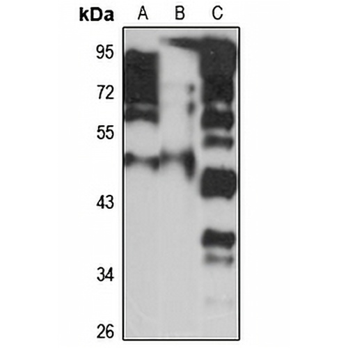 CDCA7L Rabbit Polyclonal Antibody