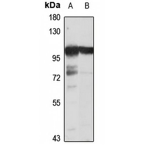 T2 Cadherin Rabbit Polyclonal Antibody