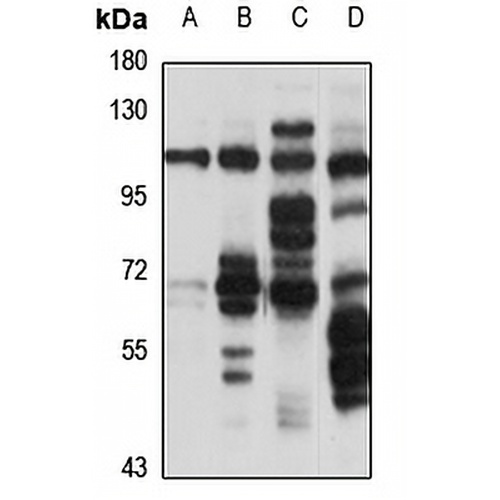 BR Cadherin Rabbit Polyclonal Antibody