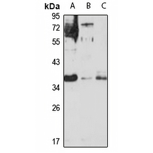 CDX4 Rabbit Polyclonal Antibody