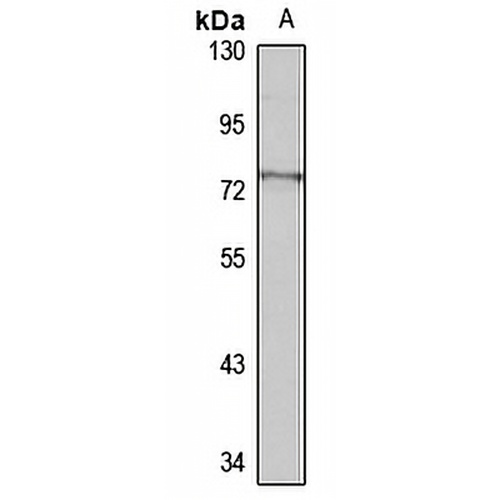 CDYL Rabbit Polyclonal Antibody