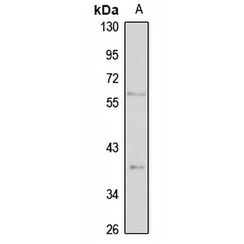 CUG-BP2 Rabbit Polyclonal Antibody