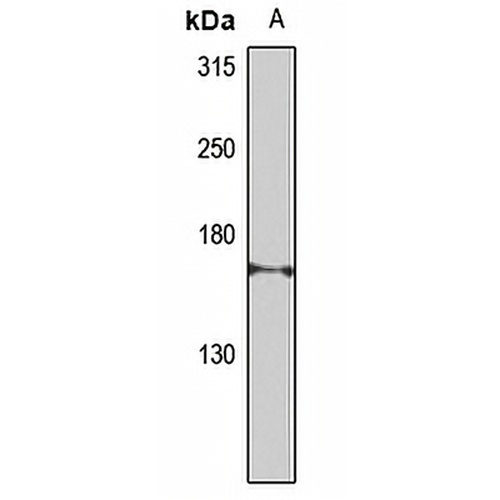 CEP164 Rabbit Polyclonal Antibody