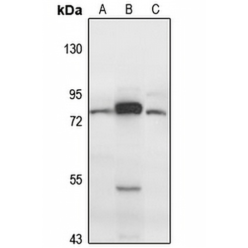 CEP63 Rabbit Polyclonal Antibody