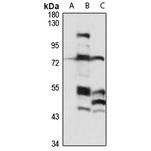 CEP68 Rabbit Polyclonal Antibody