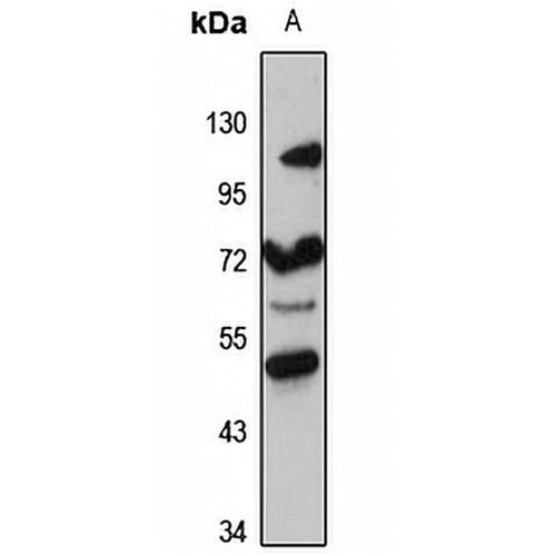 CERCAM Rabbit Polyclonal Antibody