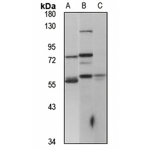 Ceramide Kinase Rabbit Polyclonal Antibody