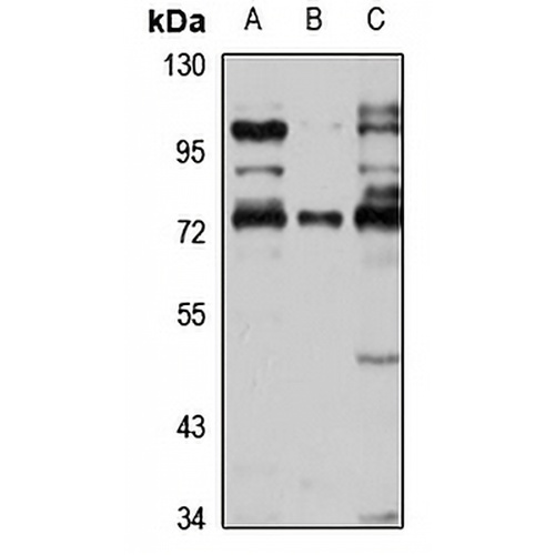 FHR-5 Rabbit Polyclonal Antibody