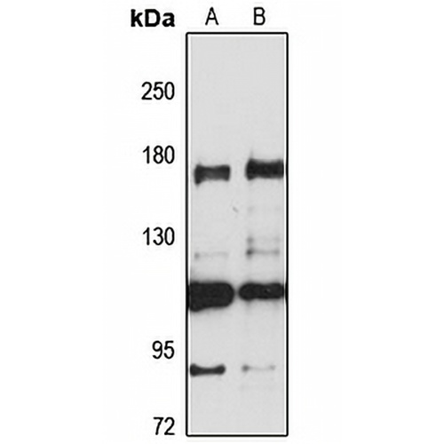 Cingulin Rabbit Polyclonal Antibody