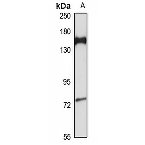 CAF-I p150 Rabbit Polyclonal Antibody