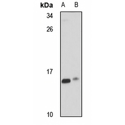 CHCHD1 Rabbit Polyclonal Antibody