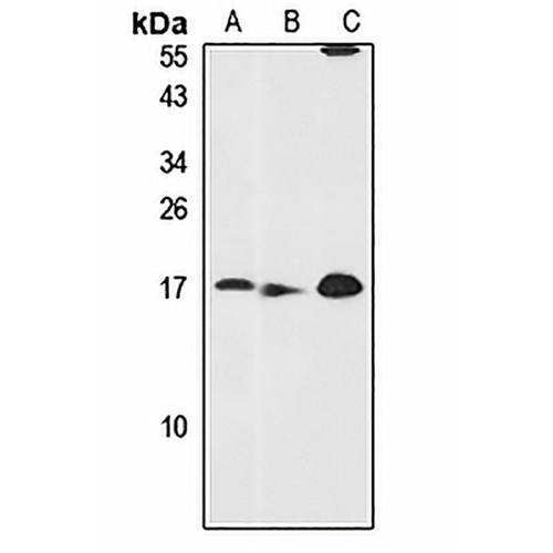 CHCHD4 Rabbit Polyclonal Antibody