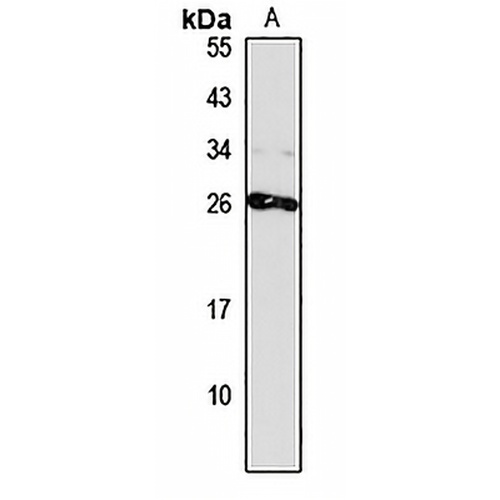 CHCHD6 Rabbit Polyclonal Antibody