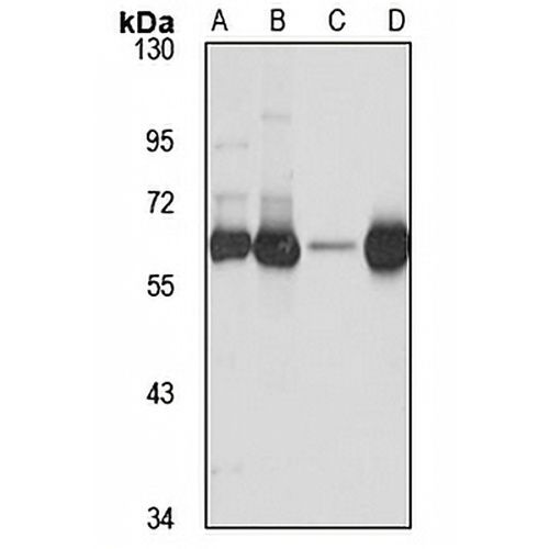 CHDH Rabbit Polyclonal Antibody