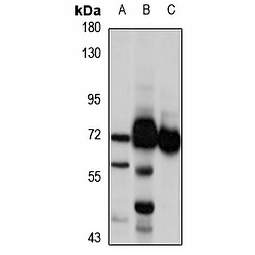 CHFR Rabbit Polyclonal Antibody