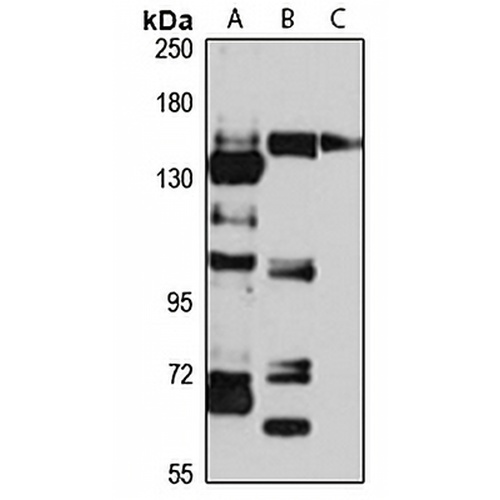 CHL1 Rabbit Polyclonal Antibody