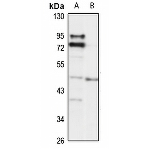 Beta-chimaerin Rabbit Polyclonal Antibody