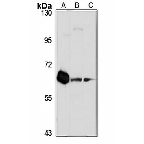 CHRM3 Rabbit Polyclonal Antibody