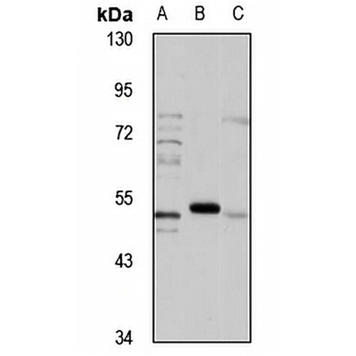 AChR alpha 7 Rabbit Polyclonal Antibody