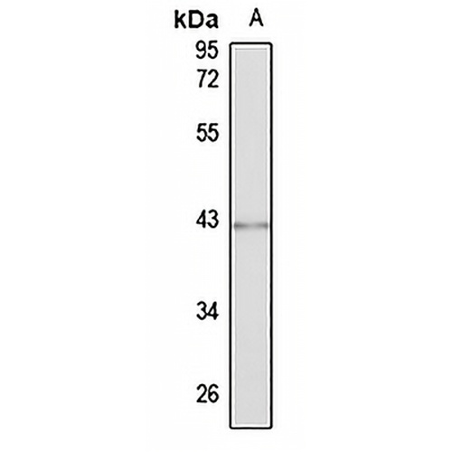 CHST10 Rabbit Polyclonal Antibody