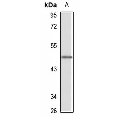 CIR Rabbit Polyclonal Antibody