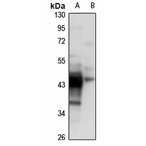 CKMT1A Rabbit Polyclonal Antibody