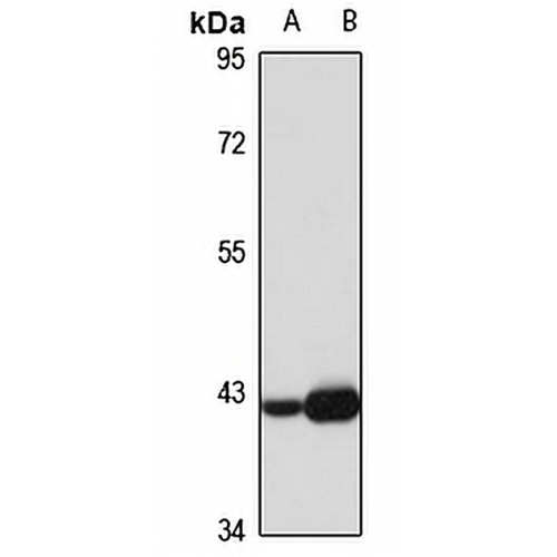 CKMT1B Rabbit Polyclonal Antibody