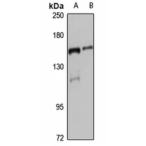 CLASP2 Rabbit Polyclonal Antibody