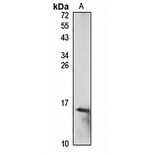 Galectin 10 Rabbit Polyclonal Antibody