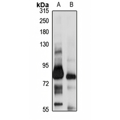CLCA1 Rabbit Polyclonal Antibody